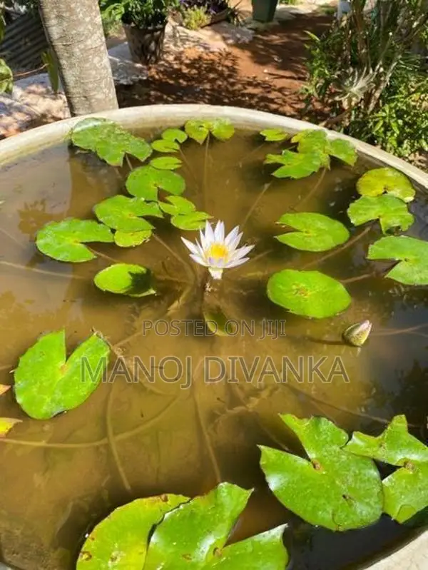 Lotus pond
