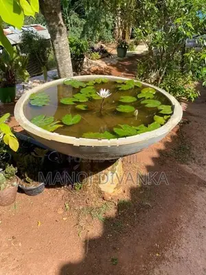 Lotus pond