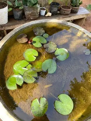 Lotus pond
