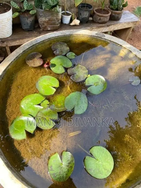 Lotus pond