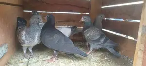 Pigeon