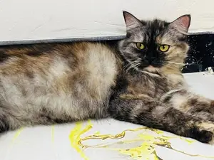 Tortoiseshell Female Persian