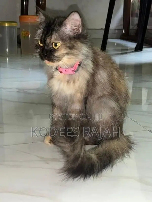 Tortoiseshell Female Persian