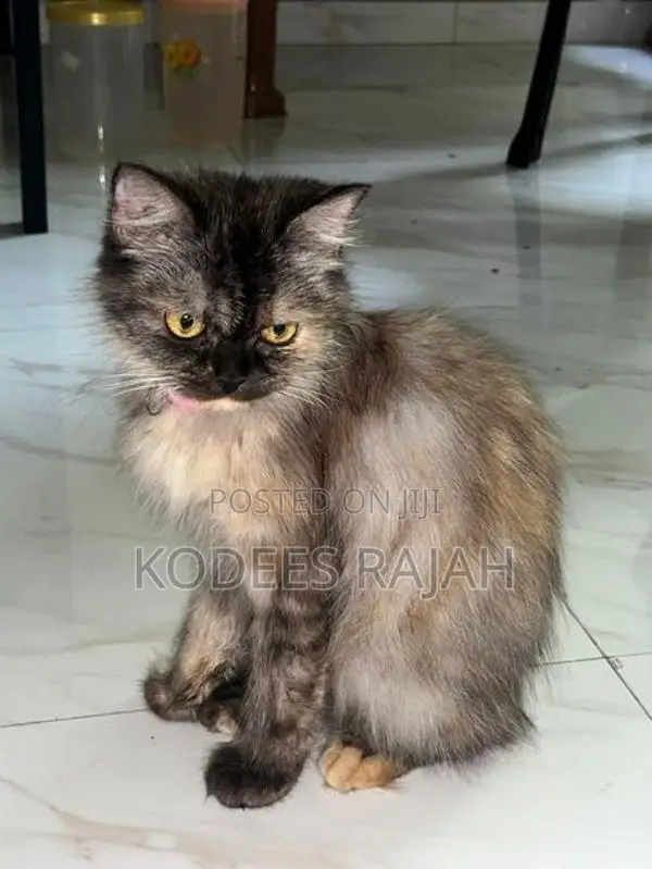 Tortoiseshell Female Persian
