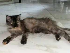 Tortoiseshell Female Persian