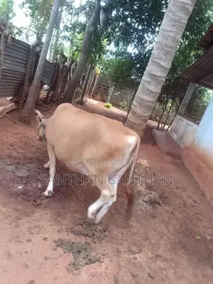 Milk Cow