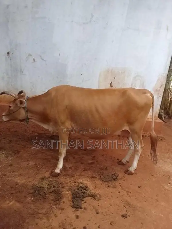 Milk Cow
