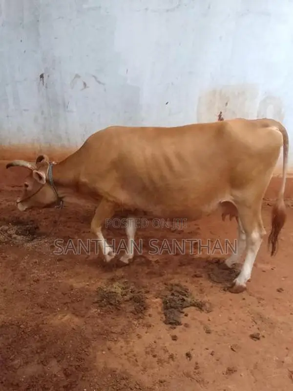 Milk Cow