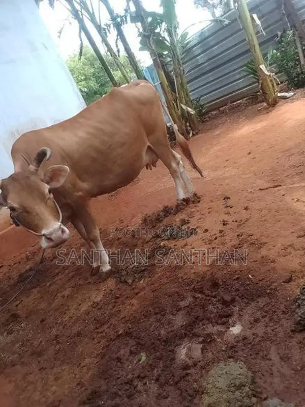 Milk Cow