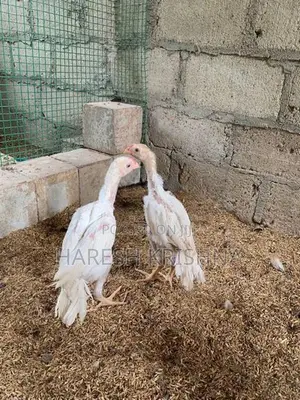Longtail Chicks
