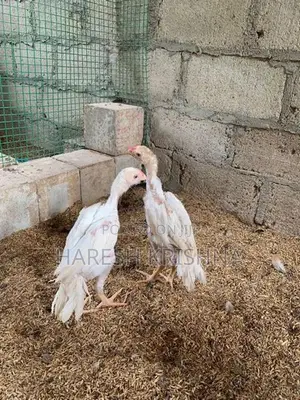 Longtail Chicks