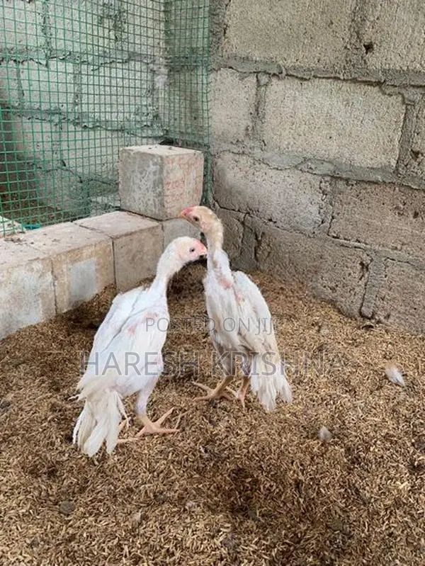 Longtail Chicks