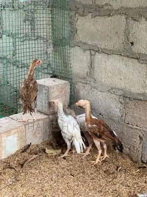 Longtail Chicks