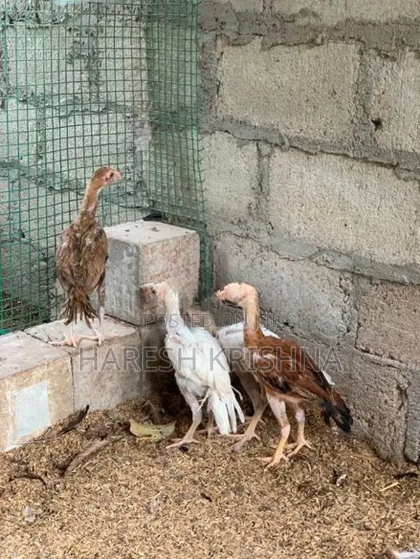 Longtail Chicks