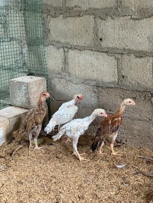Longtail Chicks