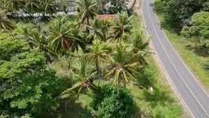 කුරුණෑගල – මොරගොල්ලාගම පර්චස් 90 ක පොල් ඉඩමක් / SA 11395