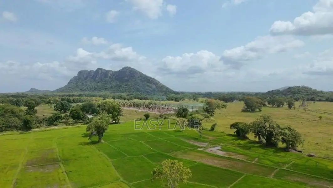 කුරුණෑගල – මොරගොල්ලාගම පර්චස් 90 ක පොල් ඉඩමක් / SA 11395