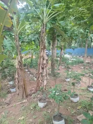 A Coconut Land Is for Sale Pannala