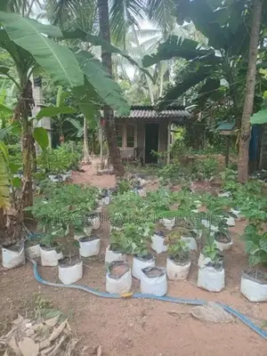 A Coconut Land Is for Sale Pannala