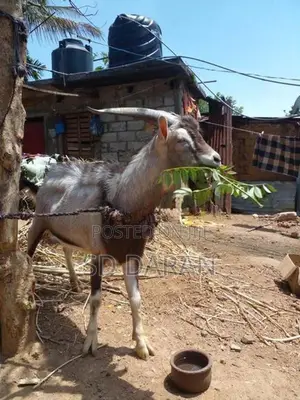 Alphine Goat