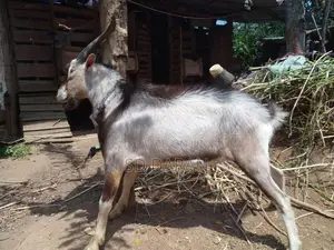 Alphine Goat