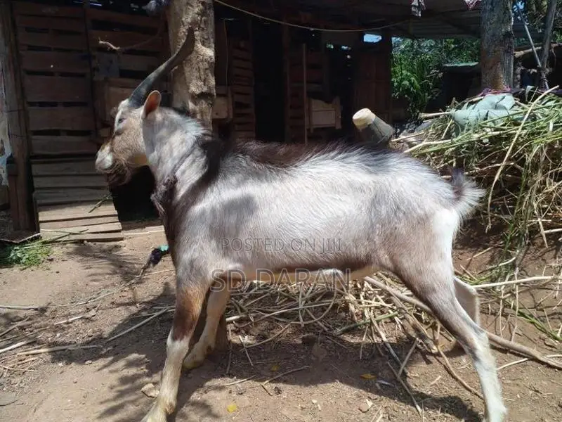 Alphine Goat