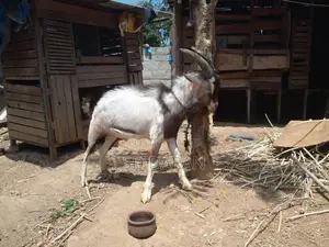 Alphine Goat