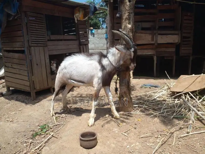 Alphine Goat