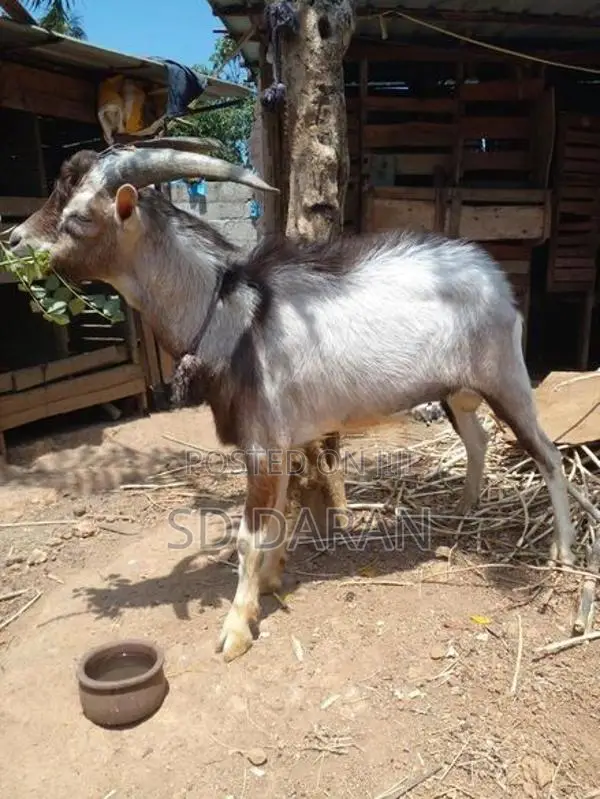 Alphine Goat