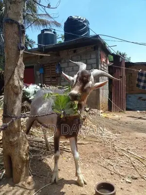 Alphine Goat