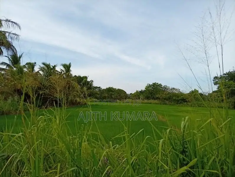 කුඹුරැ අක්කරයක ඉඩමක් විකිනිමට කතරගම