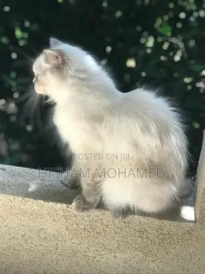 Full Persian Cat