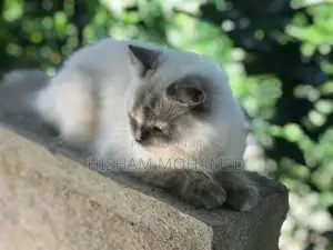 Full Persian Cat