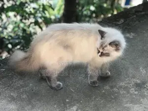 Full Persian Cat