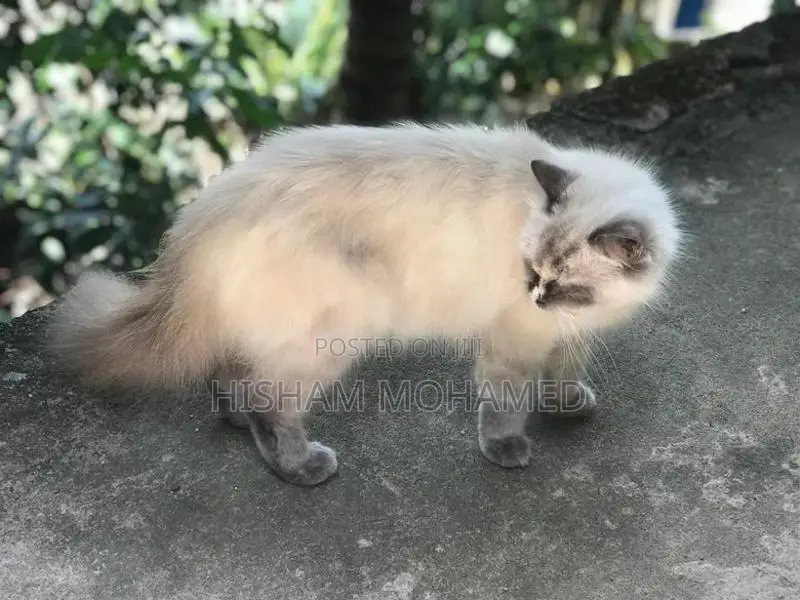Full Persian Cat