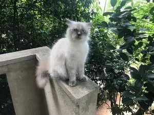 Full Persian Cat