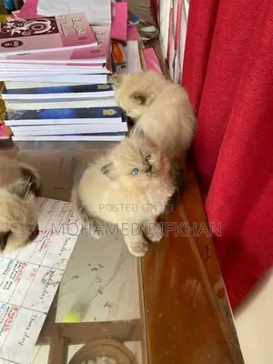 Persian cat