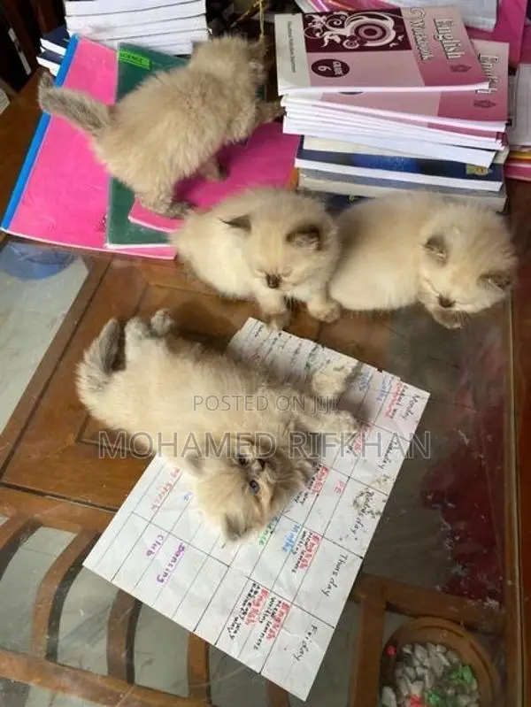 Persian cat