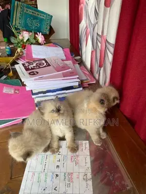 Persian cat