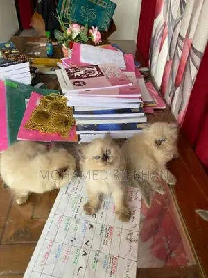 Persian cat