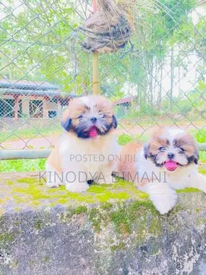 Shih Tzu Puppies