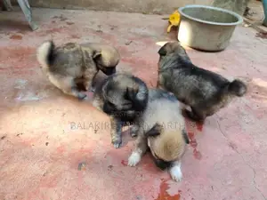 lion pomerian