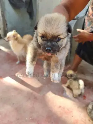 lion pomerian