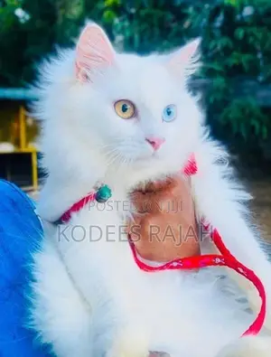 White Odd-Eyed Male Persian Cat