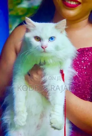 White Odd-Eyed Male Persian Cat