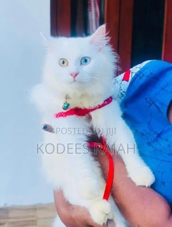 White Odd-Eyed Male Persian Cat