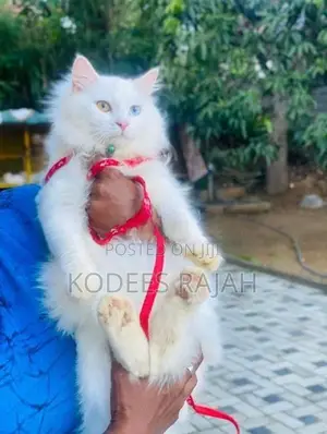 White Odd-Eyed Male Persian Cat