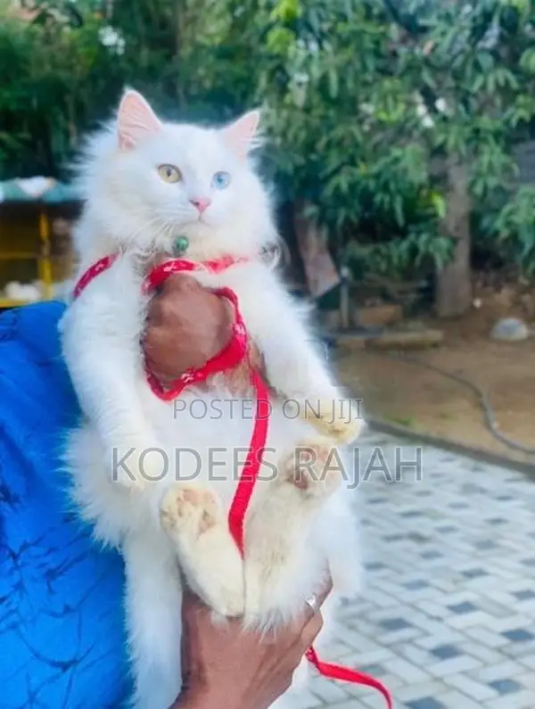 White Odd-Eyed Male Persian Cat