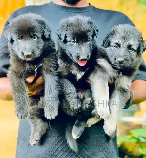 German Shepherd Long Coat Puppies