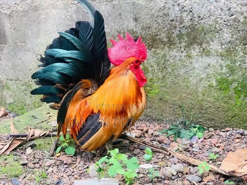 Japanis Bantam